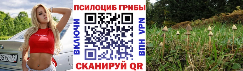 где продают   Ельня  Галлюциногенные грибы ЛСД 
